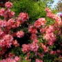 Blühende Azalee 'Stefanie' (Rhododendron luteum) mit rosa Blüten im Garten.