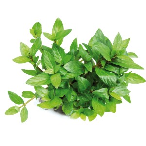 Dennerle Staurogyne Repens Aquariumpflanze In-Vitro mit grünen Blättern.