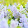 Nahaufnahme der blauen Säckelblume Ceanothus Delilianus Gloire D.Versailles im Garten.