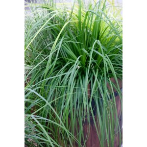 Carex Irish Green Ziergras im Topf, buschig wachsend mit grünen Blättern.