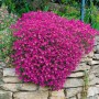 Leuchtend rotes Blaukissen Aubrieta als Bodendecker auf einer Steinmauer.