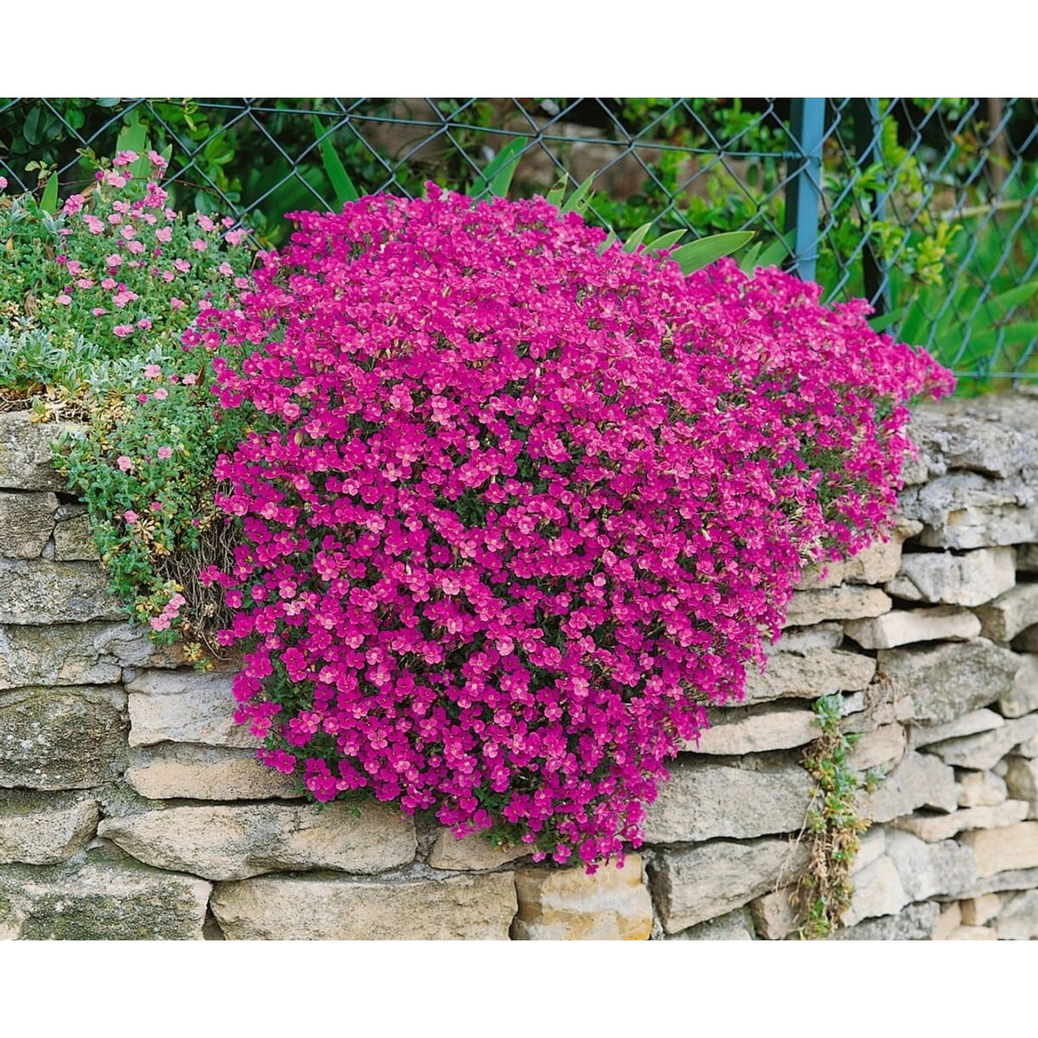 Aubrieta X Cult. Cascade Red Blaukissen Leuchtend Rot Ca. 9x9 cm Topf günstig online kaufen