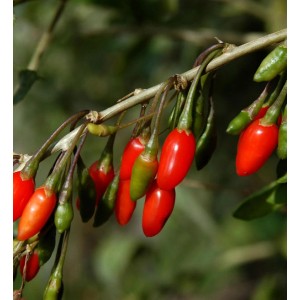 Teufelszwirn (Lycium barbarum) mit roten Goji-Beeren an einem Strauch.