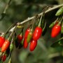 Teufelszwirn (Lycium barbarum) mit roten Goji-Beeren an einem Strauch.