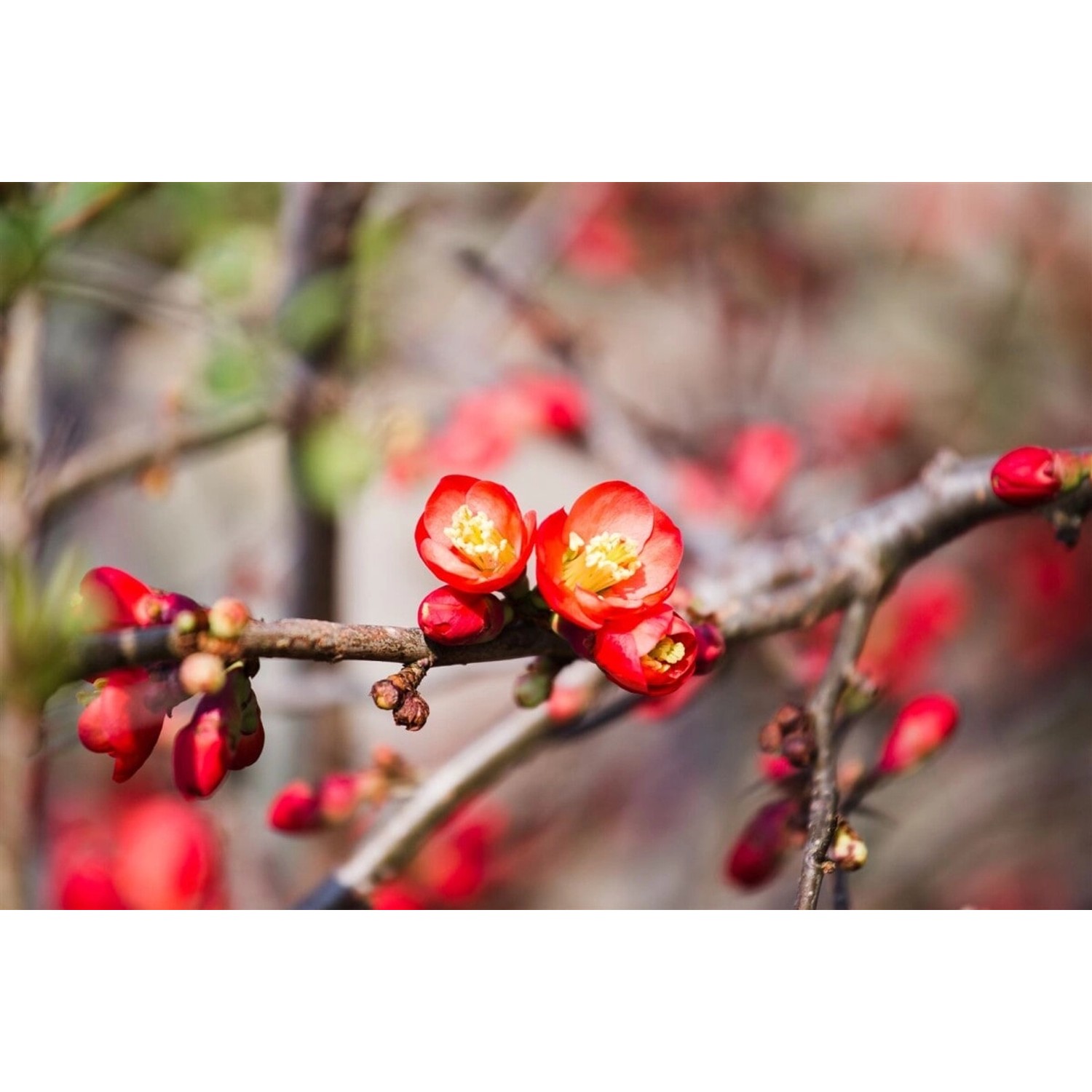 Chaenomeles 'Fire Dance' Zierquitte 60-80 cm günstig online kaufen