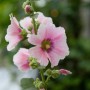 Rosa Stockrose im Sonnenbeet-Set für Trockenlagen, Topf ca. 9 cm.