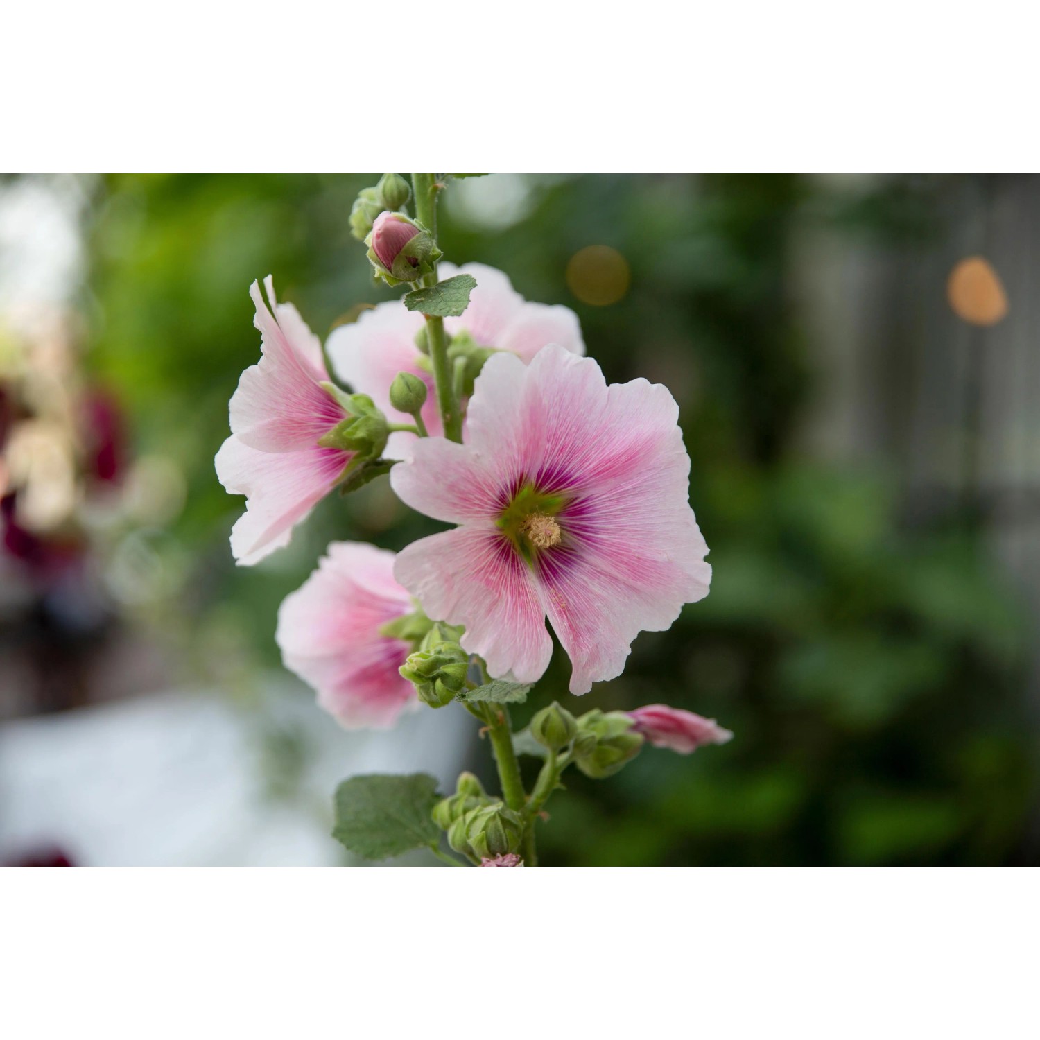 Rosa Stockrose im Sonnenbeet-Set für Trockenlagen, Topf ca. 9 cm.