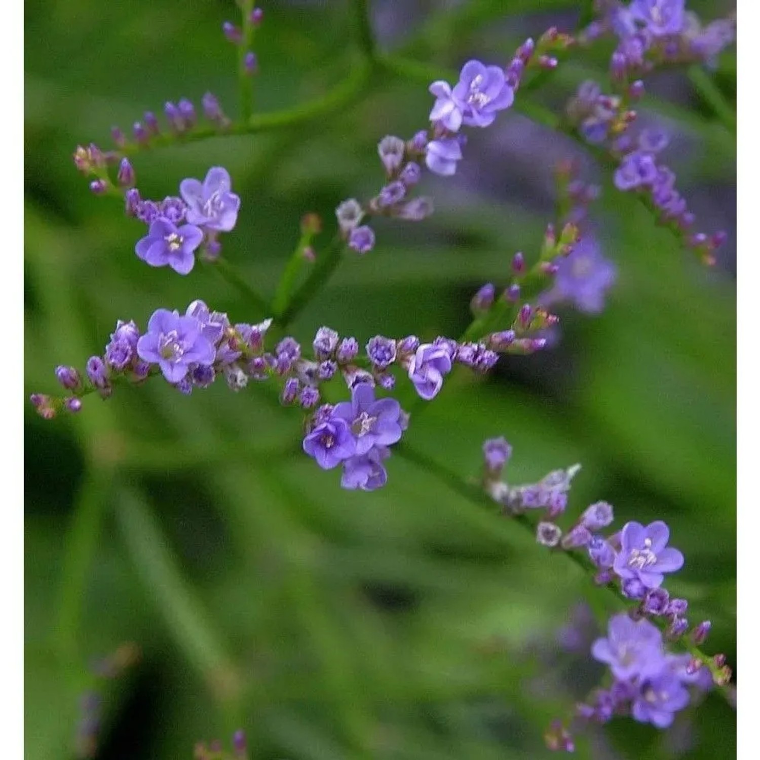 Meerlavendel Blauer Diamant - Limonium,atifolium