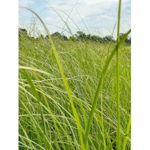 Nahaufnahme von Baumfink Pampasgras, einem dekorativen Ziergras mit filigranen Halmen im Garten.