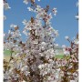 Blühende Geschlitzte Kirsche 'The Bride' (Prunus incisa) mit weißen Blüten vor blauem Himmel.