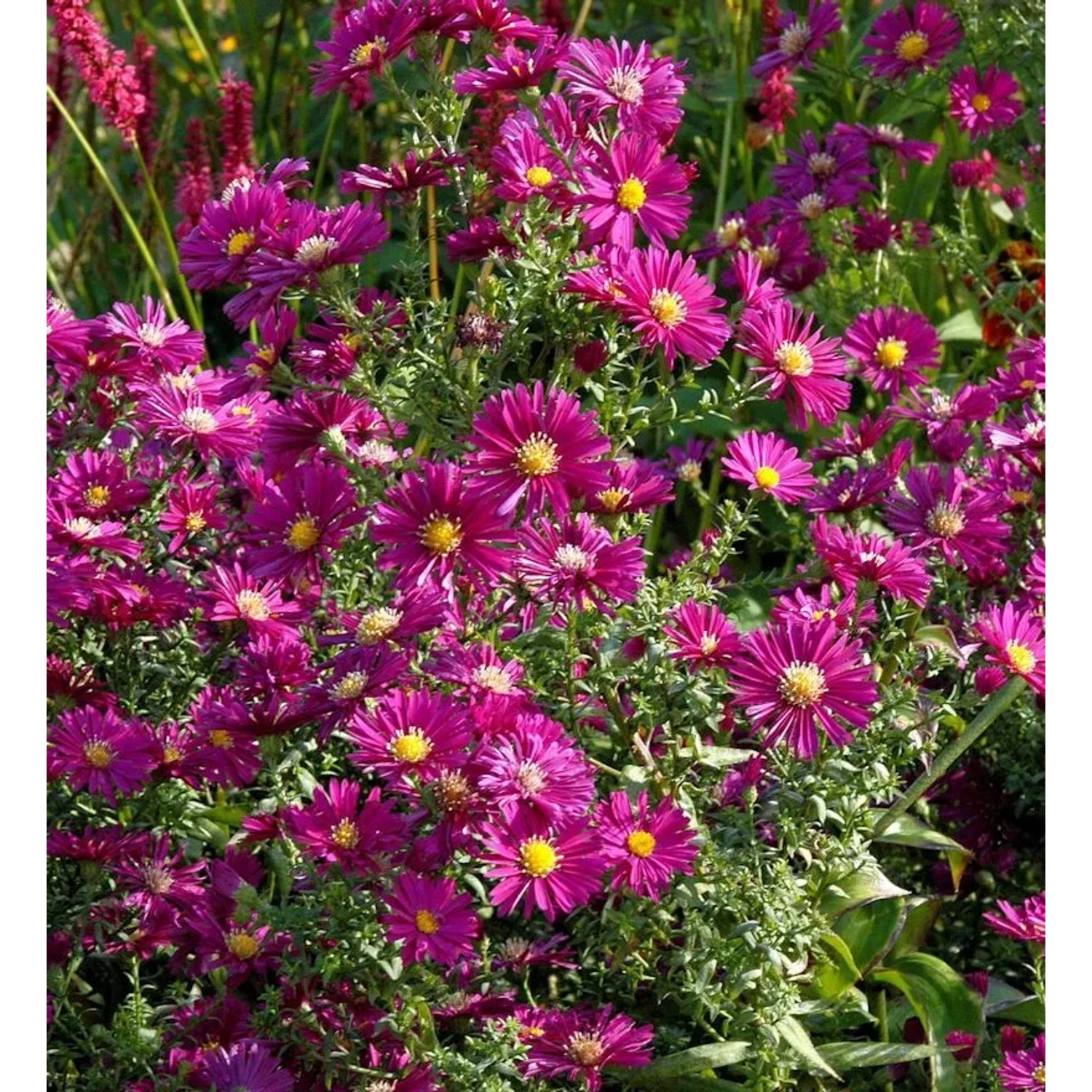 Rauhblattaster Winston Churchill - Aster novi belgii