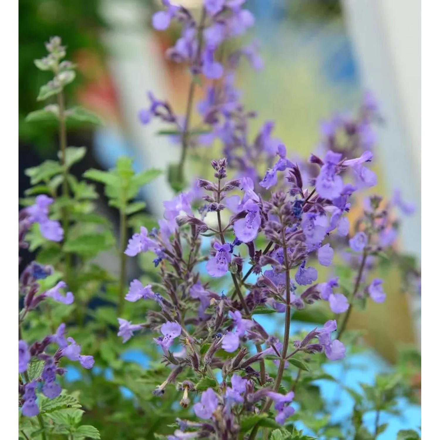 Katzenminze Junior Walker - Nepeta faassenii