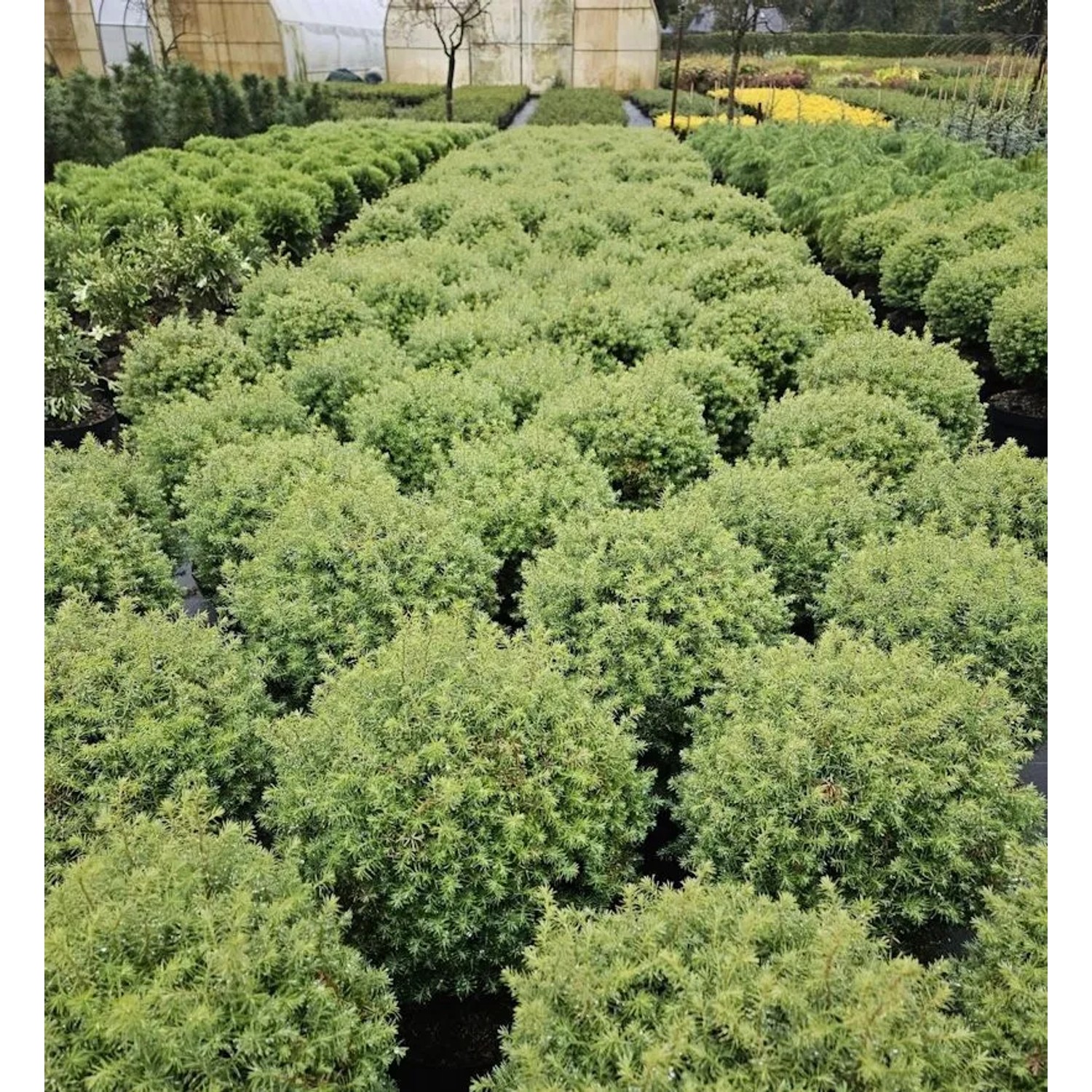 Kugel-Lebensbaum Forever Young 40-50cm - Thuja occidentalis
