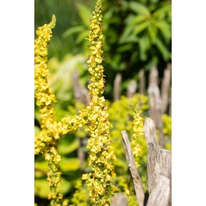 Großblütige Königskerze (Verbascum Densiflorum) mit gelben Blüten im Garten.