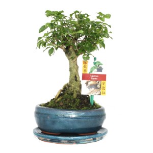 Exotenherz Bonsai Liguster, ca. 6 Jahre, in Kugelform im blauen Topf.
