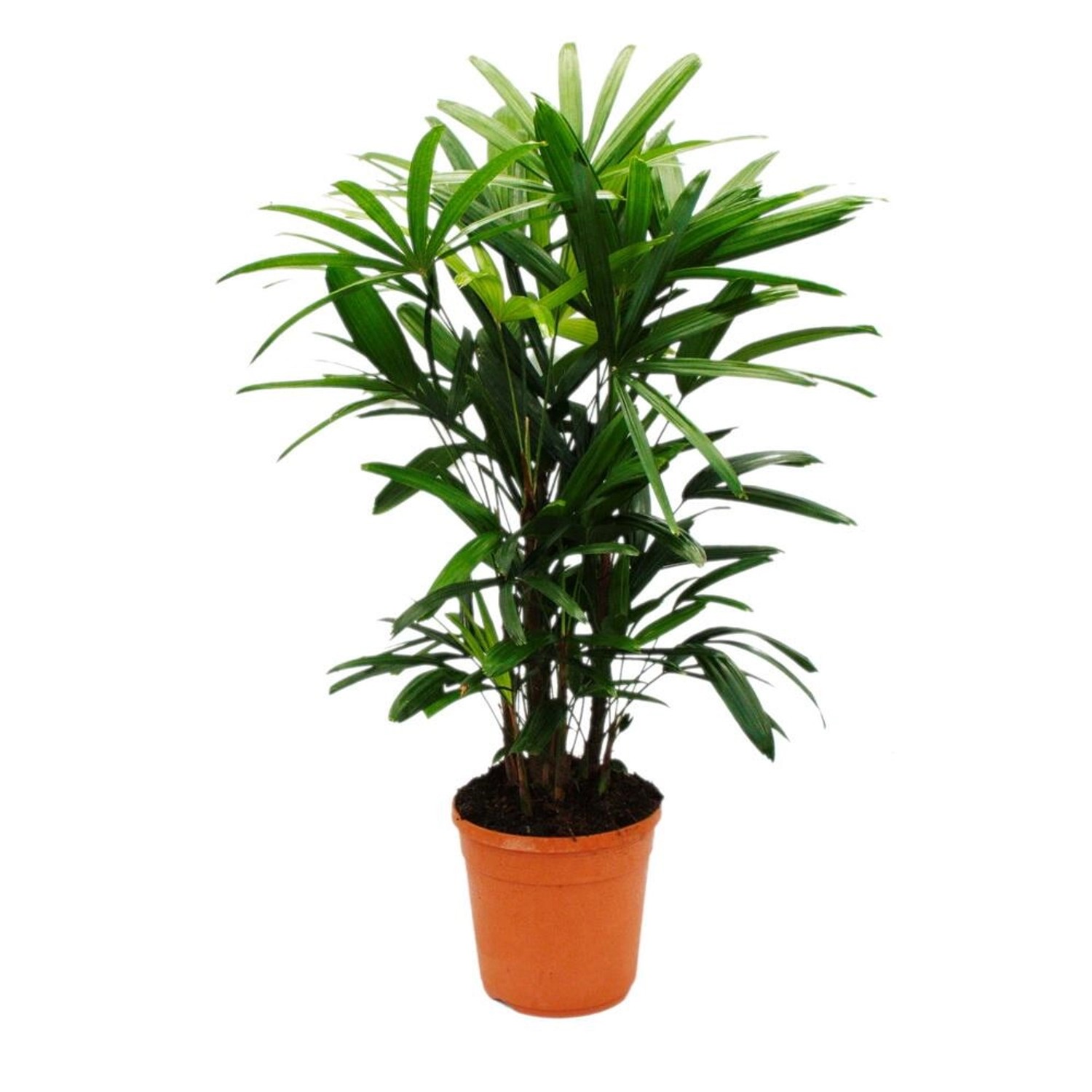 Exotenherz Steckenpalme Rhapis Excelsa Bambuspalme 21cm Topf 80-100cm Hoch