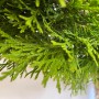 Nahaufnahme: Smaragdgrüner Baumfink Thuja im Topf, immergrüne Nadeln.