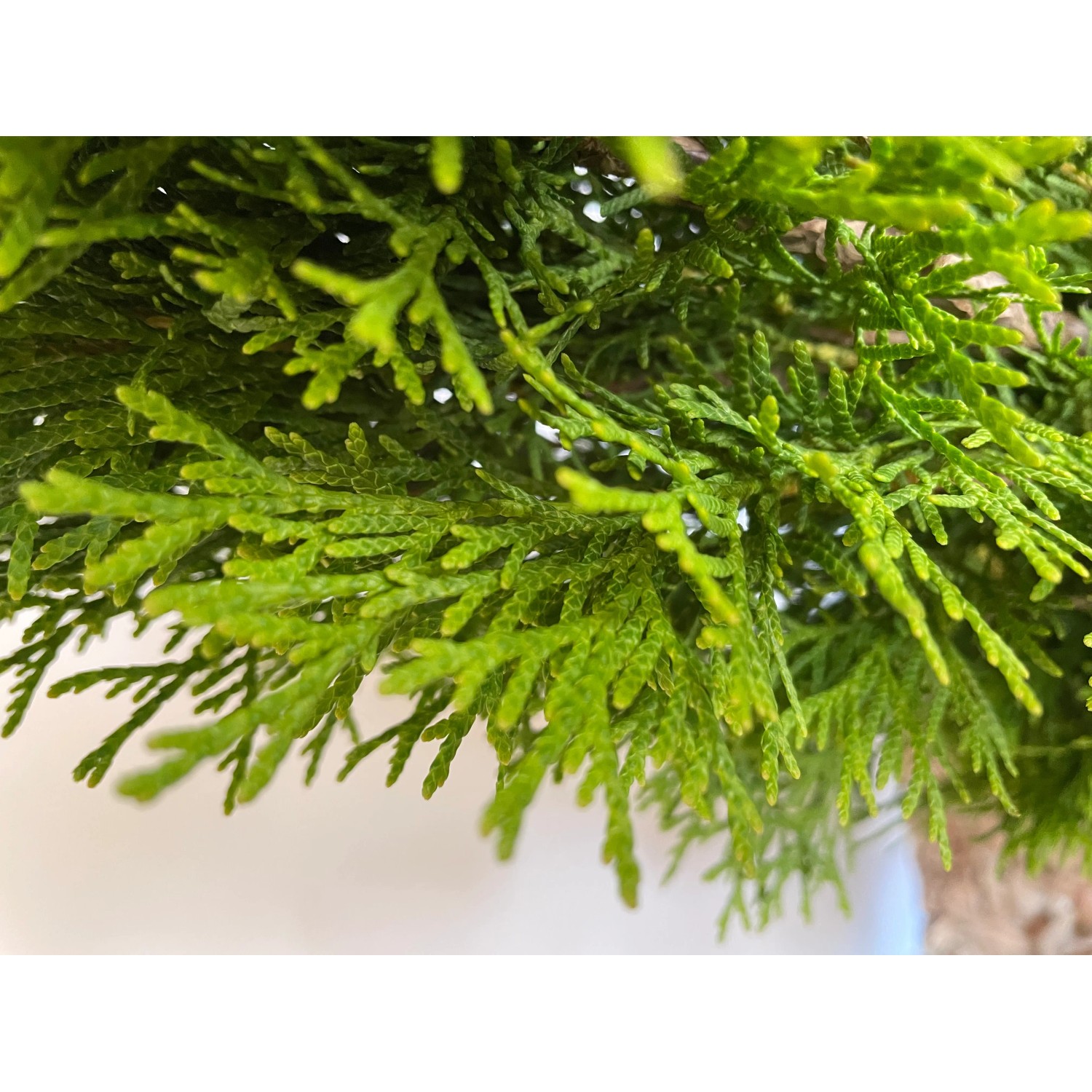 Nahaufnahme: Smaragdgrüner Baumfink Thuja im Topf, immergrüne Nadeln.