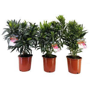 Drei rosa-weiße Oleander im Topf, ca. 70 cm hoch. Blühende Kübelpflanze für sonnige Standorte.
