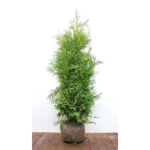 Thuja occidentalis 'Brabant' 140- 160 cm