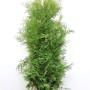 Thuja occidentalis 'Brabant' 140- 160 cm