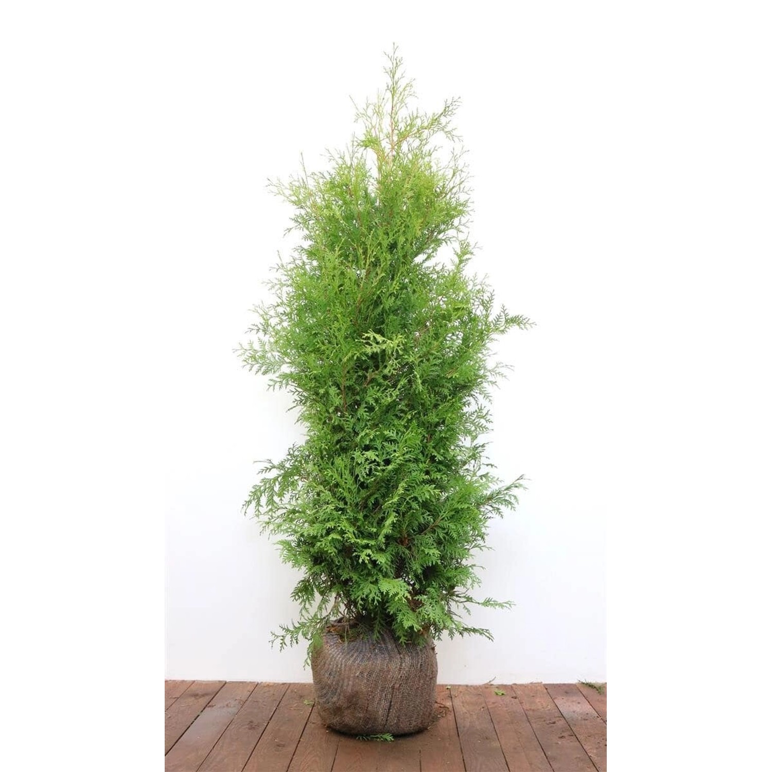 Thuja occidentalis 'Brabant' 140- 160 cm günstig online kaufen