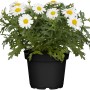 Sommermargerite 'Ohh La Lagrande' im Topf: Weiße Blüten mit gelber Mitte, grüne Blätter. Ideal für Beet und Vase.