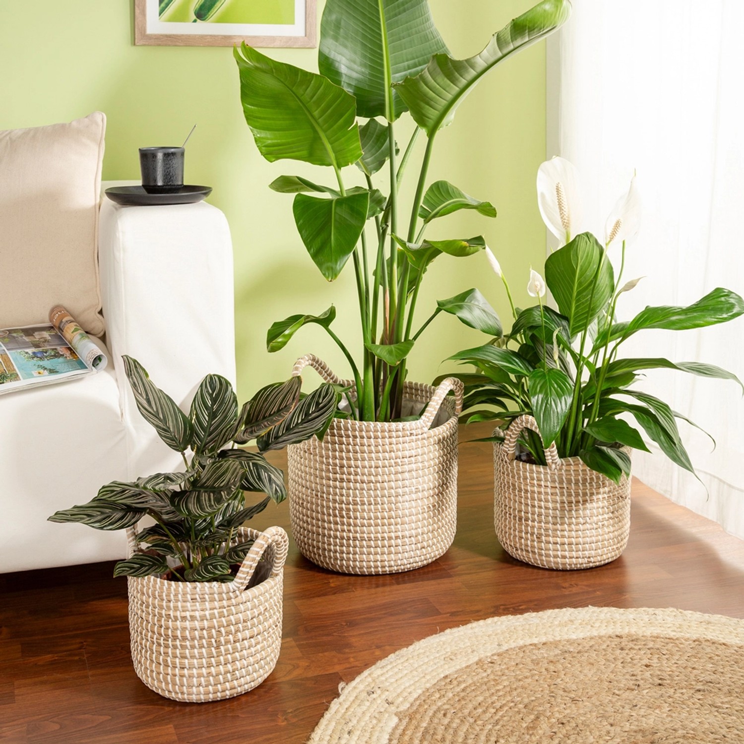 Scheurich Pflanzgefäße 514, weiße Übertöpfe aus Seegras, verschiedene Größen.