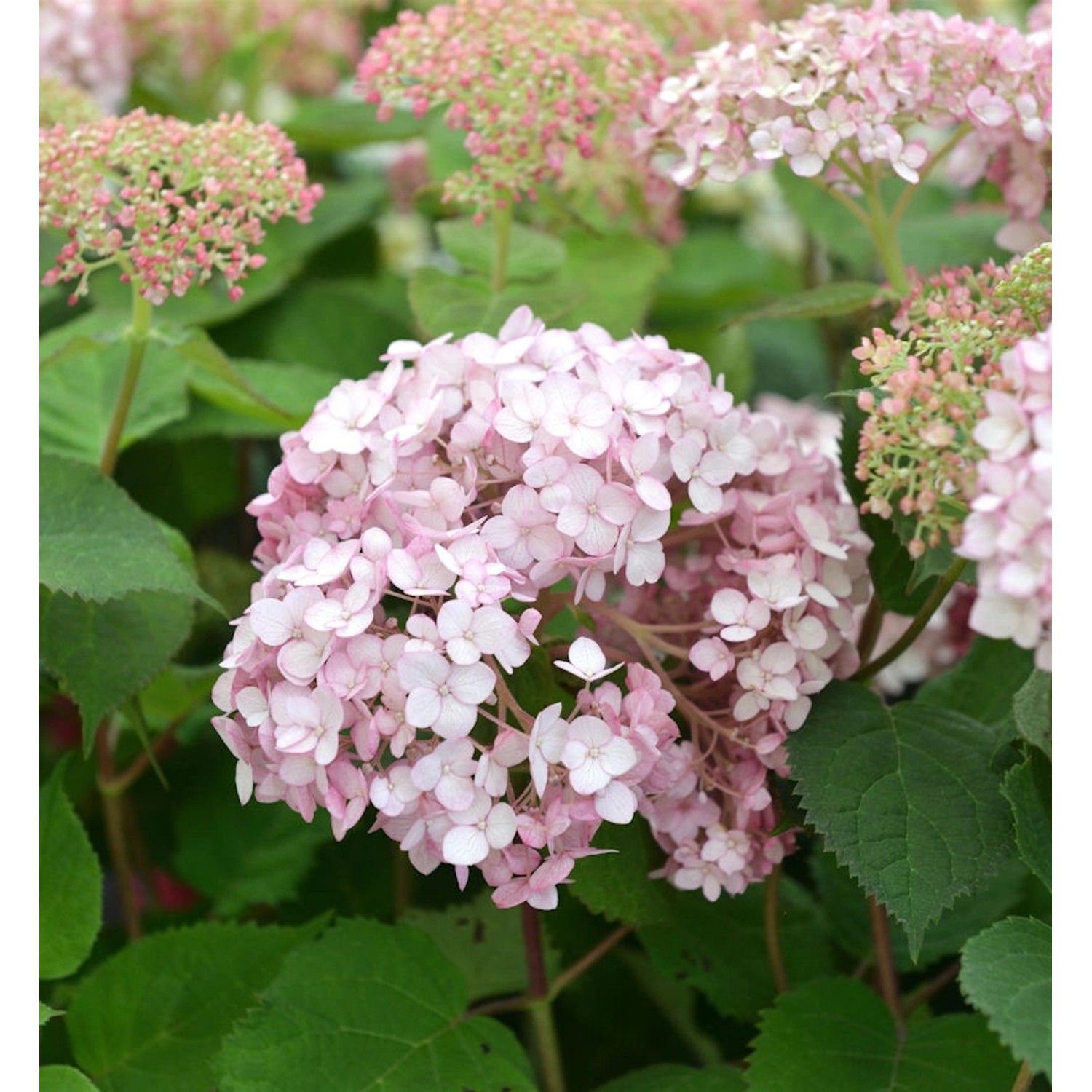 Ballhortensie Sweet Annabelle 60-80cm - Hydrangea arborescens günstig online kaufen