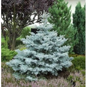 Ediths Blaufichte (Picea pungens) im Garten, 40-50 cm hoch.