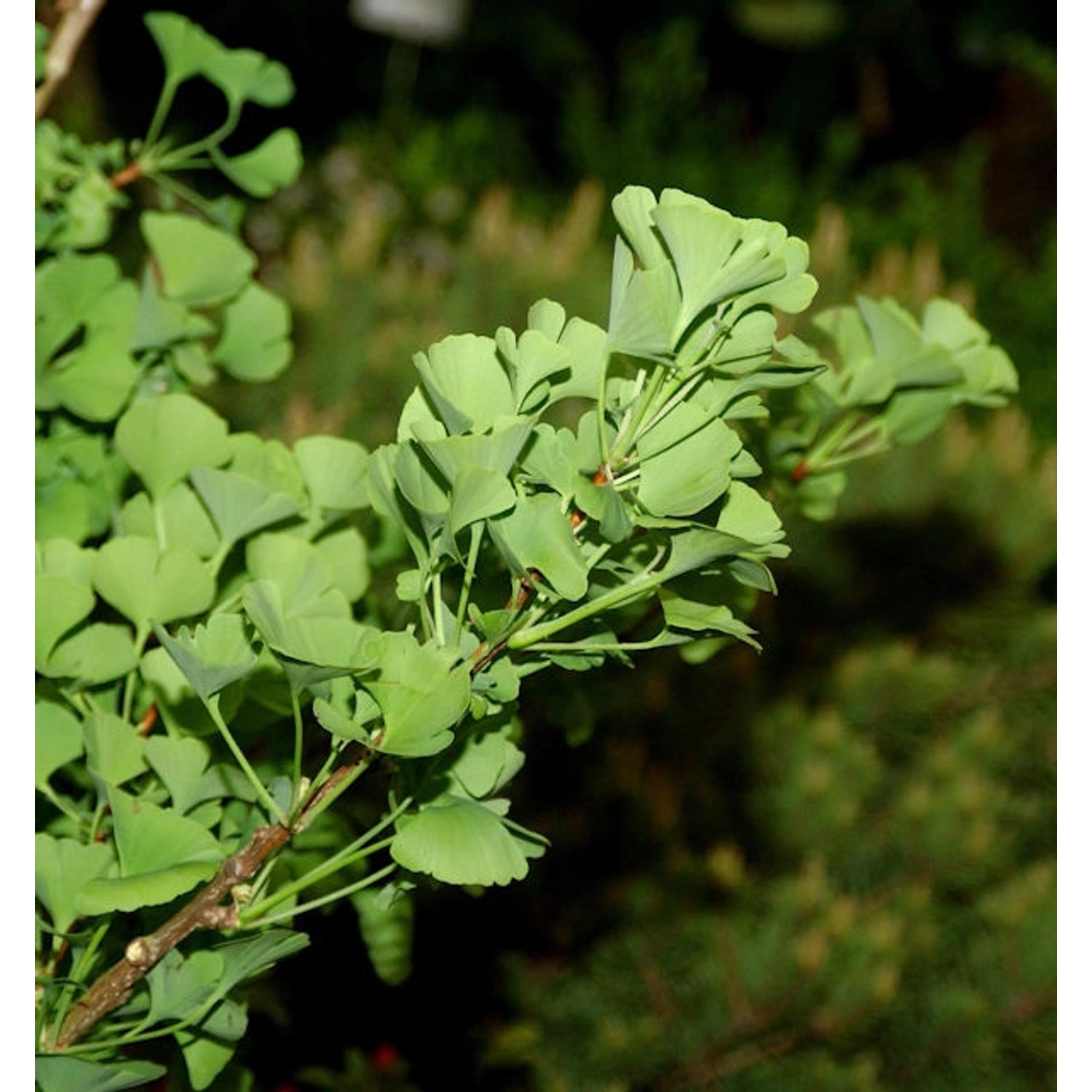 Ginkgo Little Emperor 60-80cm - Ginkgo biloba günstig online kaufen