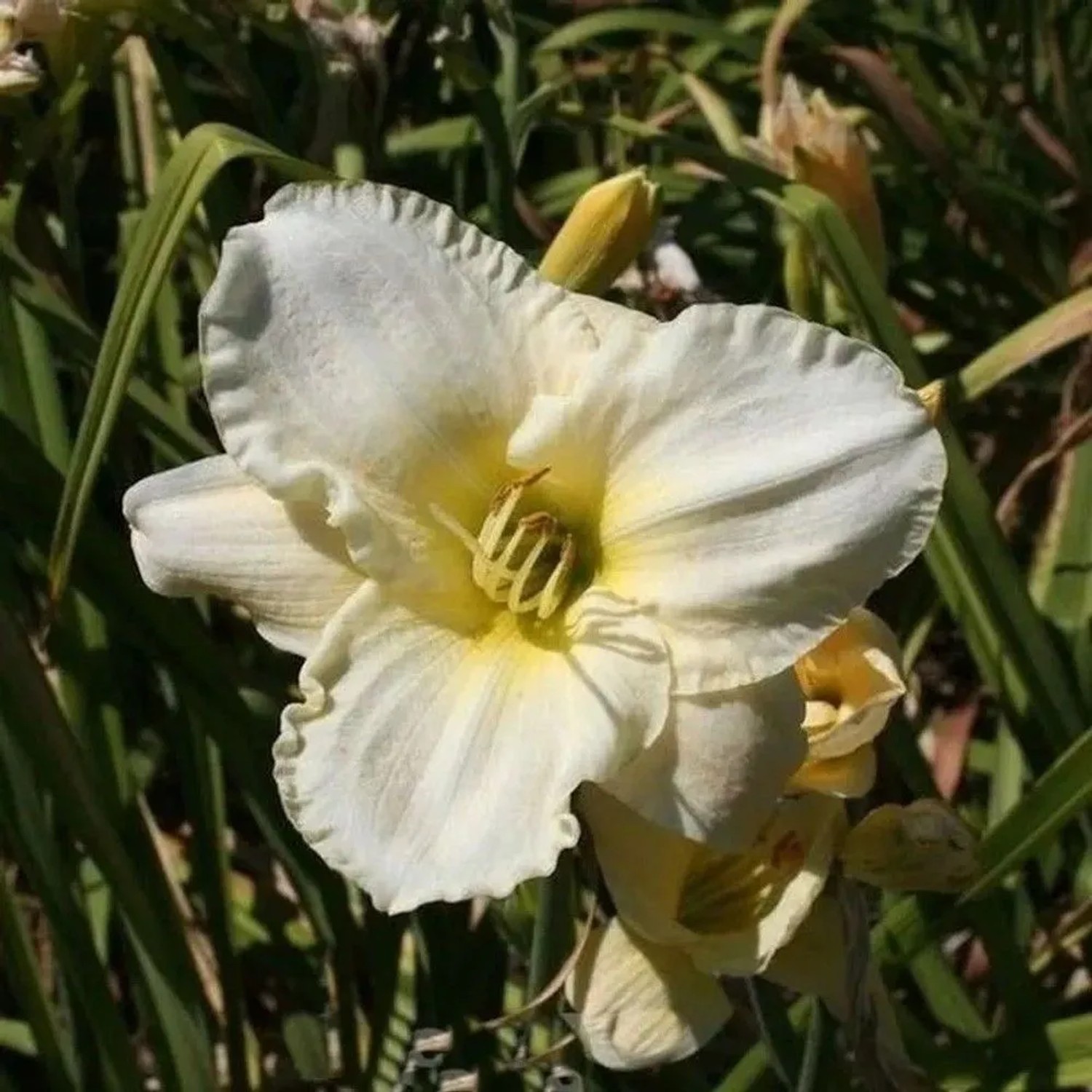 Taglilie Light the Way - Hemerocallis cultorum