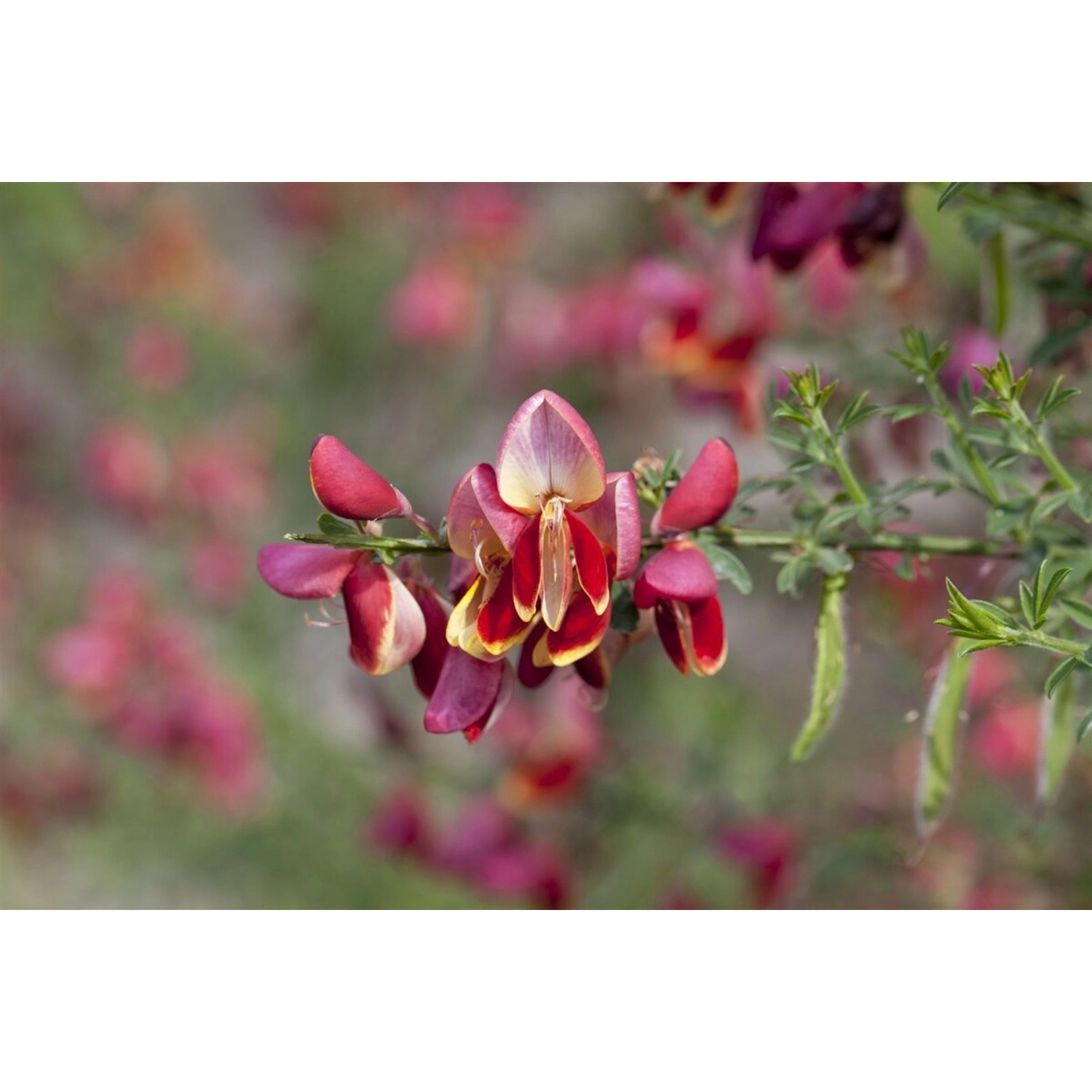 Cytisus Scoparius Criterion Besenginster Gelb-Rot 60–80 cm günstig online kaufen