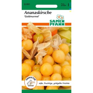 SAMEN PFANN Physalis Goldmurmel