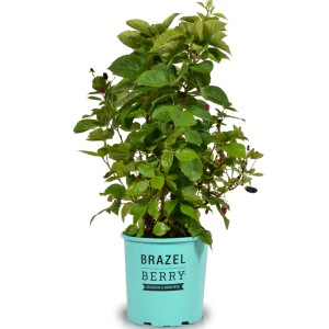 Himbeere 'Baby Cakes' im Topf, ca. 25-30 cm hoch. Kompakte Sorte für Garten und Balkon.