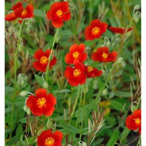 Sonnenröschen Henfield Brilliant, rote Blüten mit gelber Mitte, Staude.