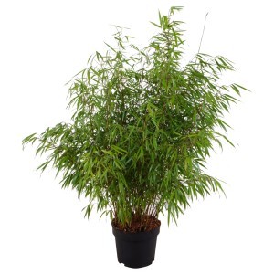 Gartenbambus Asian Wonder im Topf, ca. 80-100 cm hoch, grüne Blätter.