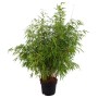 Gartenbambus Asian Wonder im Topf, ca. 80-100 cm hoch, grüne Blätter.
