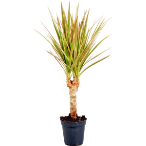 Drachenbaum 'Tiny Tummy' Bicolor im Topf, ca. 25-30 cm hoch, mit rot-grünen Blättern.