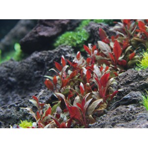 Dennerle Aquariumpflanze Alternanthera Reineckii Mini In-Vitro mit roten Blättern im Aquarium.