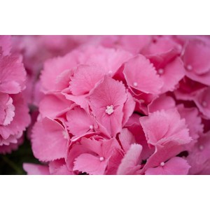 Nahaufnahme der rosa Blütenbälle der Bauernhortensie 'Schöne Bautznerin'.