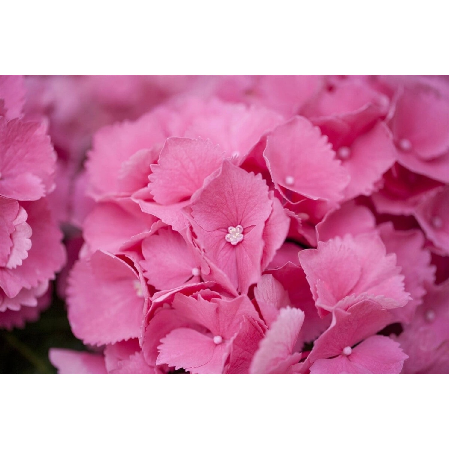 Hydrangea Mac. Bauernhortensie Schöne Bautznerin 30-40 cm günstig online kaufen