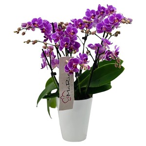 Schmetterlingsorchidee MaRie im weißen Topf, lila Blüten. Elegante Phalaenopsis Orchidee für Ihr Zuhause.
