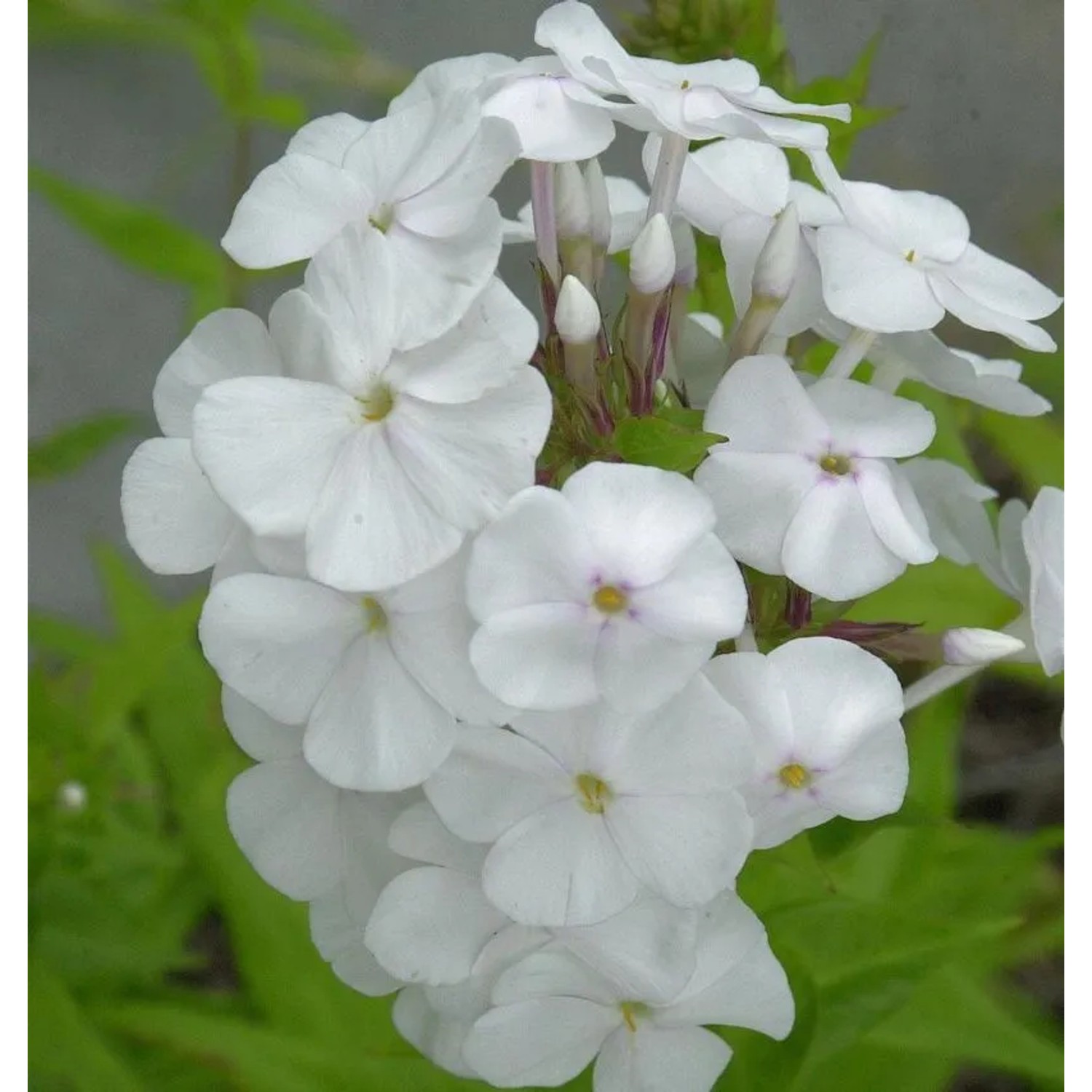 Wiesen Flammenblume Mrs. Lingard - Phlox maculata