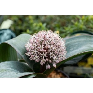 Nahaufnahme des Allium Karataviense Prachtlauch mit rosa-weißer Blüte und breiten Blättern im Topf.