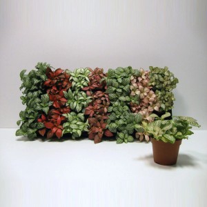 Fittonie Farbenauswahl Topf-Ø ca. 8,5 cm Fittonia