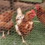 Hühner im Garten hinter grünem CCLIFE Hühnerzaun Geflügelnetz.