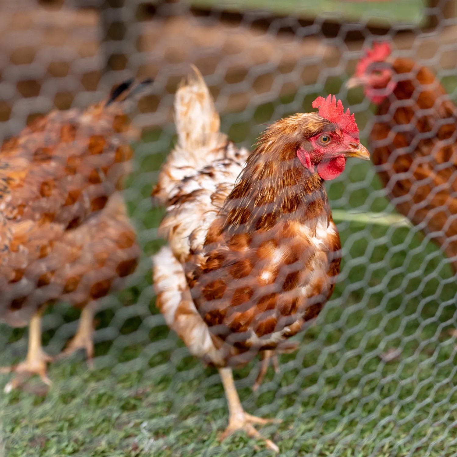 Hühner im Garten hinter grünem CCLIFE Hühnerzaun Geflügelnetz.