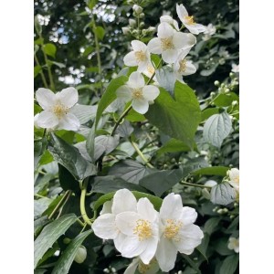 Blühender Europäischer Pfeifenstrauch (Philadelphus coronarius) als Topfpflanze mit weißen Blüten.