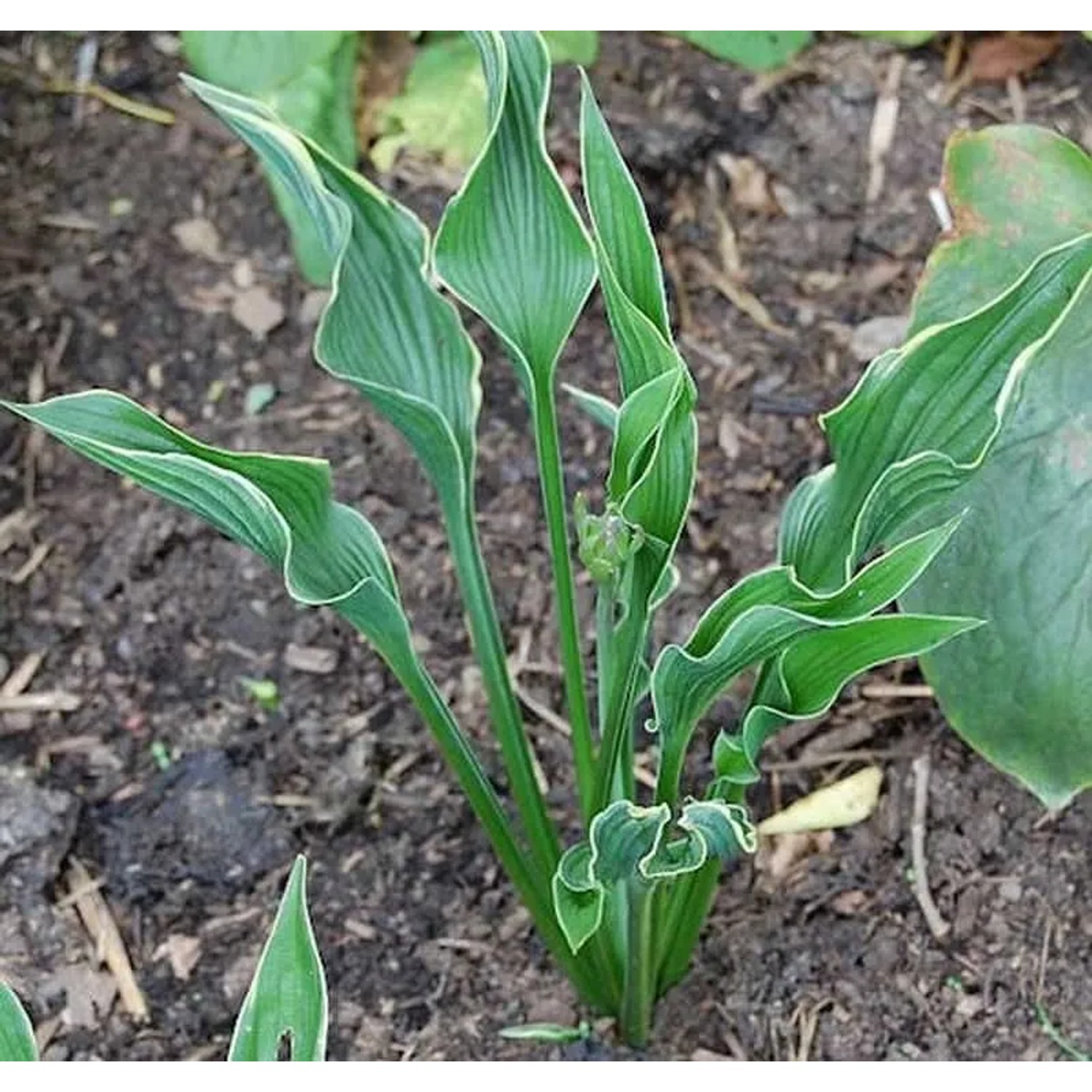 Funkie Praying Hands - Hosta cultorum